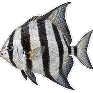 May include: A detailed illustration of an Atlantic spadefish featuring a silver, diamond-shaped body with four distinct vertical black stripes. The fish has a prominent dorsal fin, a pointed tail fin, and a small mouth with a visible eye.