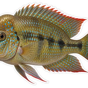 May include: A detailed illustration of a fish with a prominent nuchal hump on its forehead. The body is olive-green with iridescent blue spots, a dark horizontal mid-body stripe, and fins featuring vibrant red edges and blue patterns.