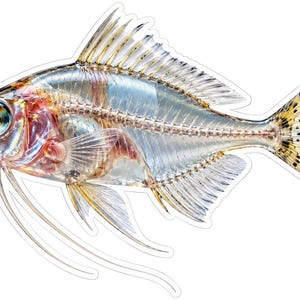 May include: A die-cut sticker featuring a detailed illustration of a glassfish with a transparent body, revealing its internal skeletal structure and organs. The fish has large eyes, long flowing fins, and a yellow-tinted tail.