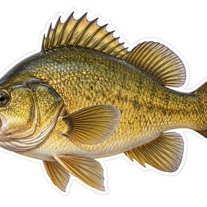 May include: A detailed illustration of a largemouth bass fish featuring olive-green and gold scales, a prominent spiny dorsal fin, a wide mouth, and translucent fins. The fish is depicted in a side profile view with a white outline border.