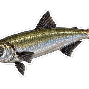 May include: A detailed illustration of a fish with a silver and olive-green scaled body, a large dark eye, and dark-colored fins. The fish is depicted in a side profile view with a white outline, showcasing its streamlined shape and scales.