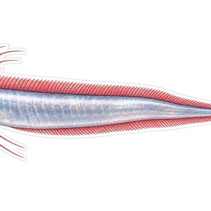 May include: A detailed illustration of an oarfish with a long, slender, silver body and vibrant red fins. The fish features a prominent crest of elongated red spines extending from its head and a continuous red dorsal fin along its back.