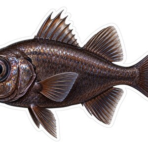 May include: A dark brown fish with a large, prominent black eye, detailed scales, and translucent fins. The fish is depicted in profile, showing a spiny dorsal fin, a forked tail, and a small mouth, all rendered with realistic shading.