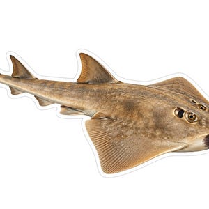 May include: A brown guitarfish with a mottled, sandy-colored body, a pointed snout featuring a dark triangular patch, two dorsal fins, and a wide, flattened head with visible eyes, presented as a die-cut sticker with a white border.