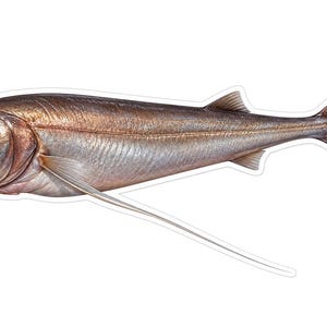 May include: A detailed illustration of a fish with a metallic silver and bronze body, a rounded head, and a single long, thin, thread-like fin extending downward from the pectoral area, ending in a deeply forked, pointed tail fin.