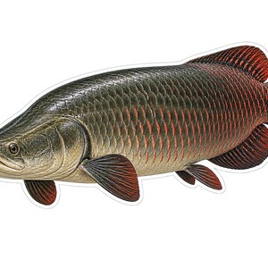May include: A detailed illustration of an Asian arowana fish featuring a long, slender body covered in large, overlapping scales. The fish displays a dark olive-green back that transitions into a lighter tan head, with vibrant red accents on the fins.