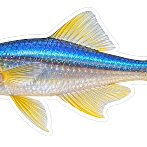May include: A sticker illustration of a small fish with a vibrant blue horizontal stripe along its silver body, a large dark eye, and bright yellow fins and tail. The fish is depicted in profile facing left with a clean white border outline.