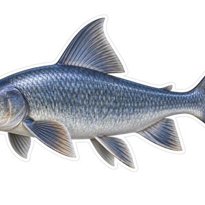 May include: A sticker featuring a detailed illustration of a fish with blue and silver scales, a prominent dorsal fin, and a large tail fin. The fish has a light-colored mouth and dark eyes, presented against a plain white background.
