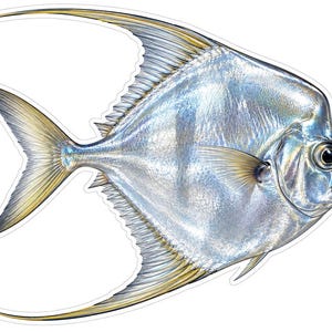 May include: A detailed illustration of a silver-colored fish with a deep, compressed body shape. The fish features elongated, flowing dorsal and anal fins with yellow-tinted edges, a prominent dark eye, and a metallic, reflective scale texture.
