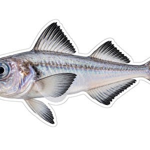 May include: A detailed illustration of a fish with a silver and iridescent body, large dark eyes, and prominent fins with black-tipped edges. The fish is depicted in profile, showcasing its scales, lateral line, and distinct fin structure.