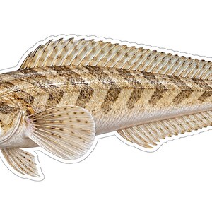 May include: A detailed illustration of a fish with a tan and brown body featuring a distinct chevron pattern along its sides. The fish has a long dorsal fin, a rounded tail fin with dark spots, and a light-colored underside with a pointed head.