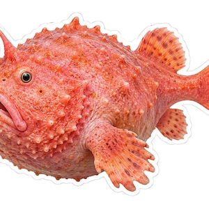 May include: A sticker featuring a vibrant orange-red anglerfish with a textured, bumpy surface, a large mouth, and a prominent bioluminescent lure extending from its head. The fish has detailed fins with reddish-brown spots and a rounded body.