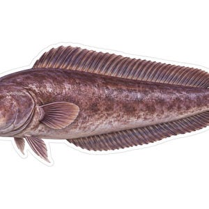 May include: A detailed illustration of a cusk fish with a mottled brown and gray body, a long dorsal fin extending along its back, a rounded tail fin, and two distinct barbels protruding from its chin, set against a plain white background.