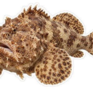 May include: A sticker featuring a detailed illustration of a toadfish with a textured, mottled brown and tan body. The fish has a wide mouth, spiky dorsal fins, and rounded, spotted pectoral and tail fins, all outlined with a thin white border.