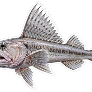 May include: A detailed illustration of a predatory fish with a long, slender body, sharp needle-like teeth, and a prominent, tall dorsal fin. The fish features a silver and grey color palette with dark mottled patterns along its scales.