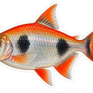 May include: A sticker illustration of a silver and orange fish with two prominent black spots on its body. The fish features a sharp, toothy jaw, a large dark eye, and vibrant orange fins and tail with black accents, all outlined in white.