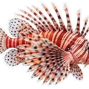 May include: A sticker featuring a lionfish with prominent red and white vertical stripes across its body. The fish has large, fan-like pectoral fins and long, spiky dorsal fin rays, all decorated with dark spots on a light background.