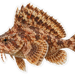 May include: A detailed sticker of a scorpionfish featuring a mottled brown and tan pattern across its body. The fish has a prominent spiny dorsal fin, large pectoral fins, and several distinct sensory barbels extending from its lower jaw.