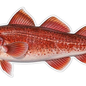 May include: A detailed illustration of a fish with a reddish-brown mottled body, a pale underbelly, and a small barbel on its chin. The fish features three dorsal fins, two anal fins, and a rounded tail fin, all rendered in shades of red and orange.