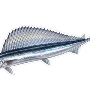 May include: A detailed illustration of a sailfish with a long, slender, metallic silver and blue body. The fish features a prominent, tall, fan-like dorsal fin extending along its back and a deeply forked tail fin, set against a plain white background.