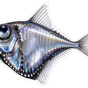 Deep Vinyl Sticker Iridescent Deep Body Silver Fish Art Vinyl Decal Stickers - Etsy