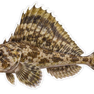 May include: A sticker featuring a detailed illustration of a fish with a large, spiky dorsal fin. The fish has a mottled brown and tan pattern across its body, a wide head with prominent dark eyes, and a rounded, striped tail fin.