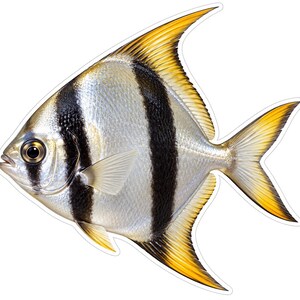May include: A silver angelfish sticker featuring two prominent vertical black stripes across its body. The fish has a large eye, translucent pectoral fins, and elongated dorsal, anal, and caudal fins with vibrant yellow and black tips.