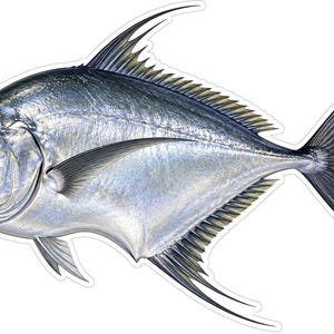 May include: A detailed illustration of an African pompano fish featuring a metallic silver body with a distinctively curved forehead, elongated dorsal and anal fin filaments, and a deeply forked tail fin, presented on a plain white background.