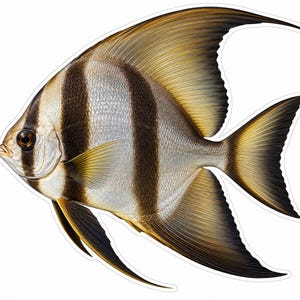 May include: A sticker of an Atlantic spadefish with a silver body, three prominent vertical black stripes, and elongated fins. The fish has a dark eye, a small mouth, and a pointed tail fin with dark edges, all set against a white background.