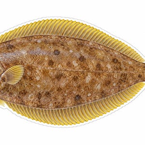 May include: A flatfish illustration featuring a brown, mottled body with dark spots and two eyes positioned on the left side of the head. The dorsal and anal fins are a vibrant yellow, extending along the length of the oval-shaped body.