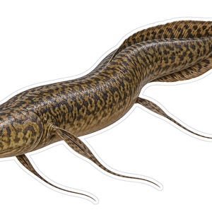 May include: A brown and tan mottled lungfish illustration with a long, slender body, a rounded head with visible eyes, and thin, elongated pectoral fins extending outward. The fish features a continuous dorsal fin and a tapered tail.