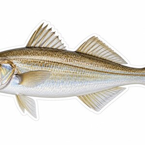 May include: A detailed illustration of a fish with a slender, elongated body, featuring a golden-brown back that transitions into a silvery-white underbelly, with prominent fins, a dark eye, and a distinct lateral line running along its side.