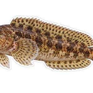 May include: A detailed illustration of a fish with a mottled brown and tan body, featuring dark brown spots, a long spiny dorsal fin, rounded pectoral fins, and small cirri above the eyes. The fish is depicted in profile against a white background.