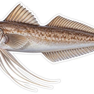 May include: A detailed illustration of a fish with a brown, mottled body, a prominent dorsal fin, and long, slender, thread-like pectoral fins extending downward. The fish has a small chin barbel, a large dark eye, and a forked tail fin.
