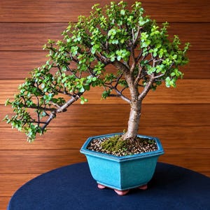 May include: A bonsai tree with small, rounded green leaves and a thick, textured brown trunk, shaped with a prominent leftward lean. The tree is planted in a hexagonal, teal-colored ceramic pot with small feet, filled with soil and pebbles.