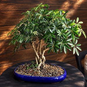 May include: A Schefflera arboricola bonsai tree with glossy, dark green, palmately compound leaves and a braided trunk. The plant is potted in a smooth, oval-shaped, deep blue ceramic container filled with small, multi-colored gravel.