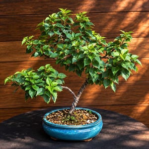 Puede incluir: Un bonsái con hojas de color verde vibrante y un tronco fino y texturizado envuelto en alambre plateado. El árbol está plantado en una maceta redonda de cerámica azul brillante, rellena con grava clara y tierra para su cultivo.