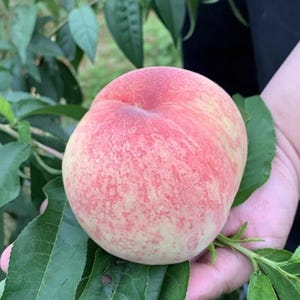 May include: A round, ripe peach with a fuzzy skin featuring a gradient of soft yellow and vibrant pinkish-red hues. The fruit is attached to a small green stem with several serrated green leaves extending from the base of the peach.