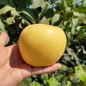 May include: A single, smooth, round yellow apple with a firm skin texture. The fruit displays a uniform golden-yellow color across its entire surface, showing no visible blemishes, spots, or stem, presented as a whole piece of fresh produce.