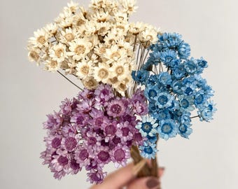 Flores secas de Glixia de gran tamaño, 10 mm, 60 unidades. Flores estrelladas de 30 cm, mini ramo para jarrón, corona y decoración DIY.