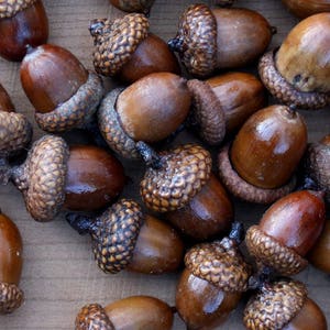 Acorns Large with Caps Autumn crafts, decorations, DIY Rustic Wedding supplies Vase Filler Clean & dried Best acorns image 6