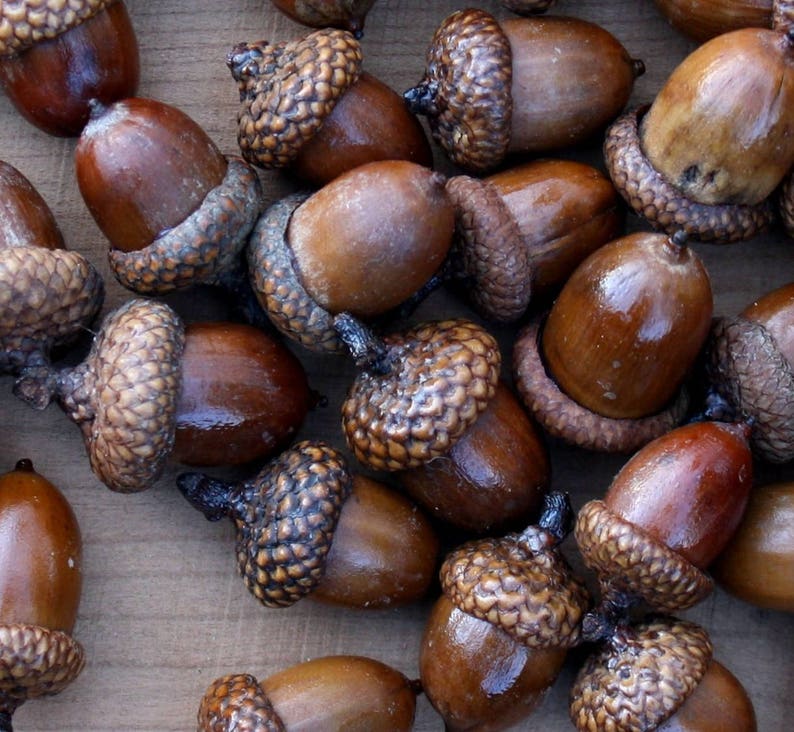 Acorns Large with Caps Autumn crafts, decorations, DIY Rustic Wedding supplies Vase Filler Clean & dried Best acorns Preserved