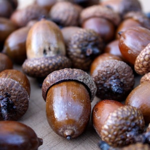 40 Natural Large Acorns, Acorn Nut, Real Big Acorn, Dly Craft Supply, Dried  Oak Acorns, Autumn Decor, Autumn Wedding Decor 