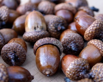 Large Preserved Acorns with Caps – Rustic Fall Wedding Decor