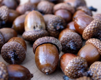 Large Acorns with affixed caps - Rustic Wedding, Thanksgiving, Fall wedding decor, Preserved - Autumn decorations - Clean & dried