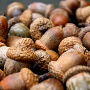 Acorns Large with Caps Autumn crafts, decorations, DIY Rustic Wedding supplies Vase Filler Clean & dried Best acorns Natural