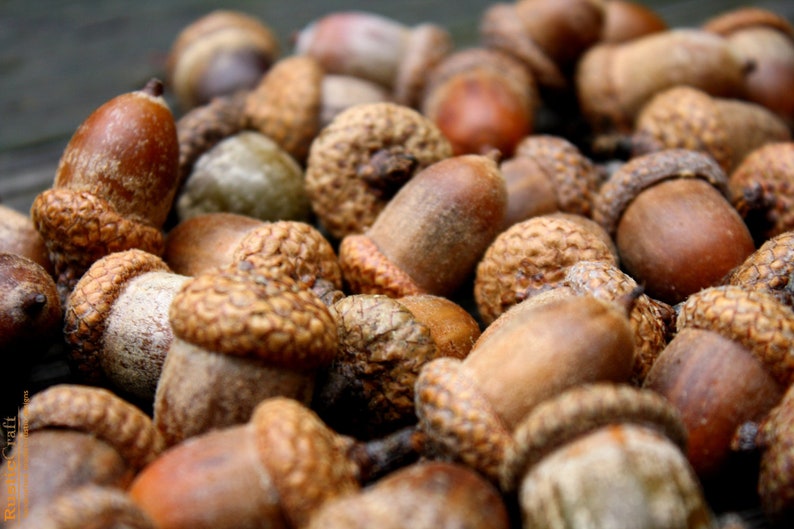 Acorns Large with Caps Autumn crafts, decorations, DIY Rustic Wedding supplies Vase Filler Clean & dried Best acorns Natural