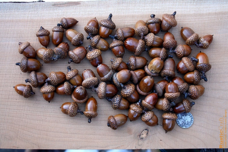 Acorns Large with Caps Autumn crafts, decorations, DIY Rustic Wedding supplies Vase Filler Clean & dried Best acorns image 10