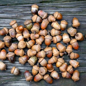 Acorns Large with Caps Autumn crafts, decorations, DIY Rustic Wedding supplies Vase Filler Clean & dried Best acorns image 3