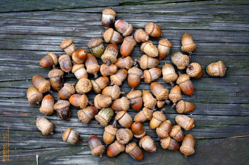 Acorns Large with Caps Autumn crafts, decorations, DIY Rustic Wedding supplies Vase Filler Clean & dried Best acorns image 3